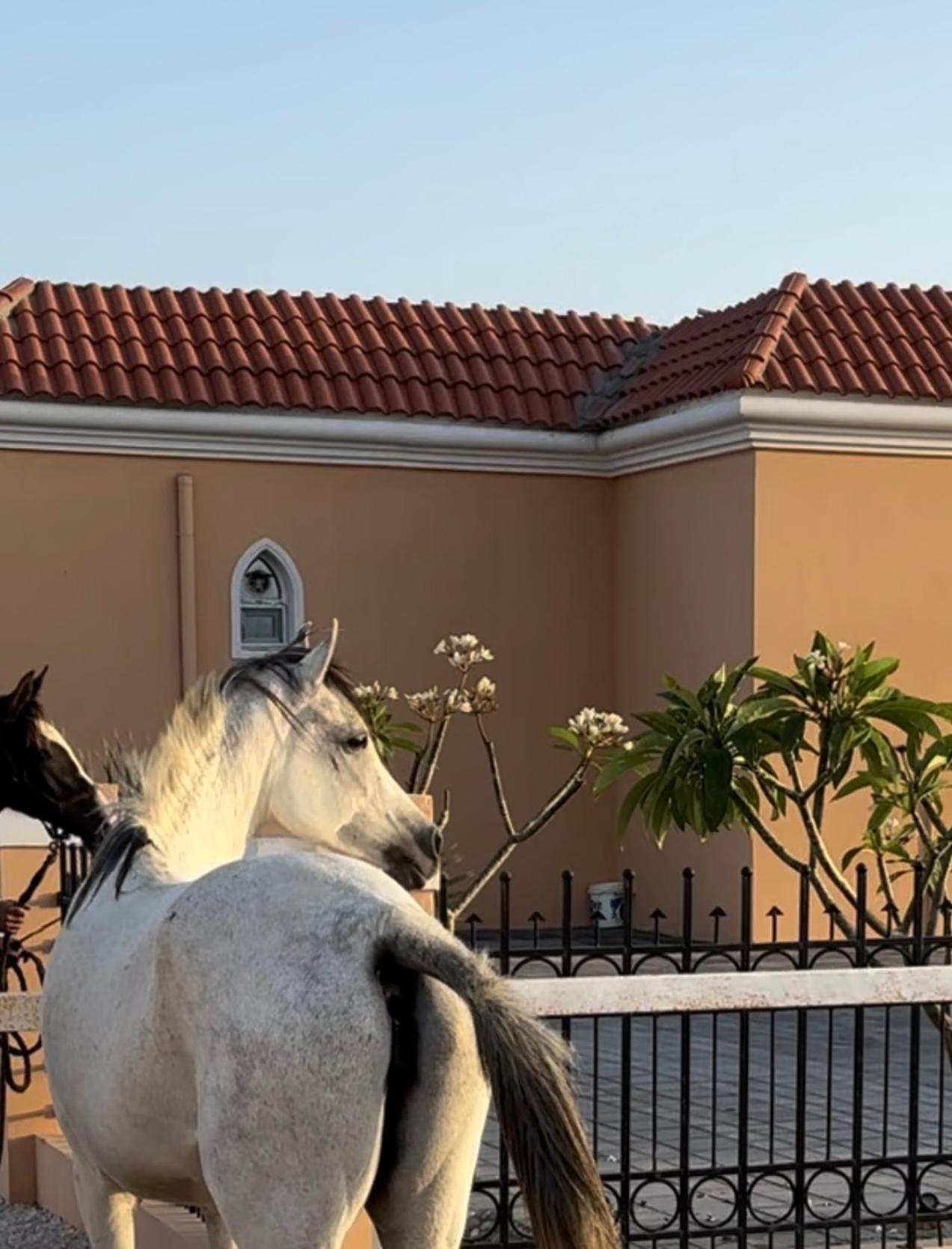 Villa أستراحة أريـــان Sur
