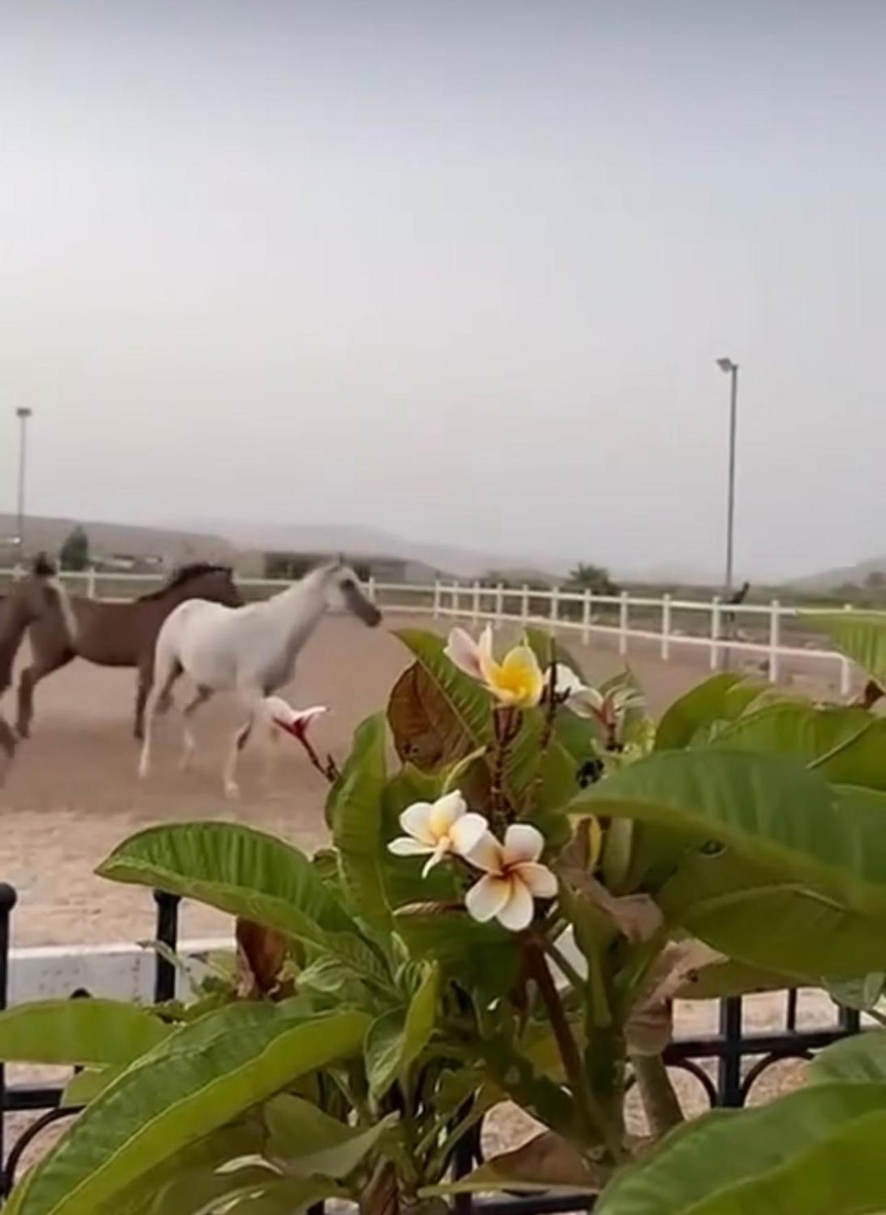 Villa أستراحة أريـــان Sur